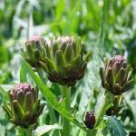 Cynara scolymus or artichoke